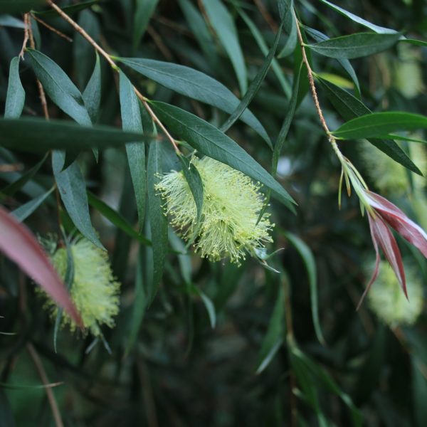 Eucalyptus citronné, Eucalyptus citriodora - Pharmacie des 3 Forêts